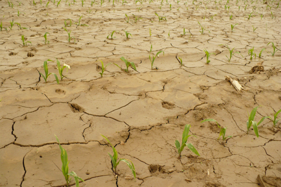 Klimatická změna: vodní eroze na kukuřičném poli